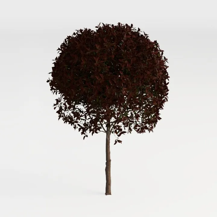 Red Tip Photinia