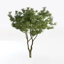 EcoFaux Artificial Olive Tree 6ft - Indoor Tall Left 45 Degree View
