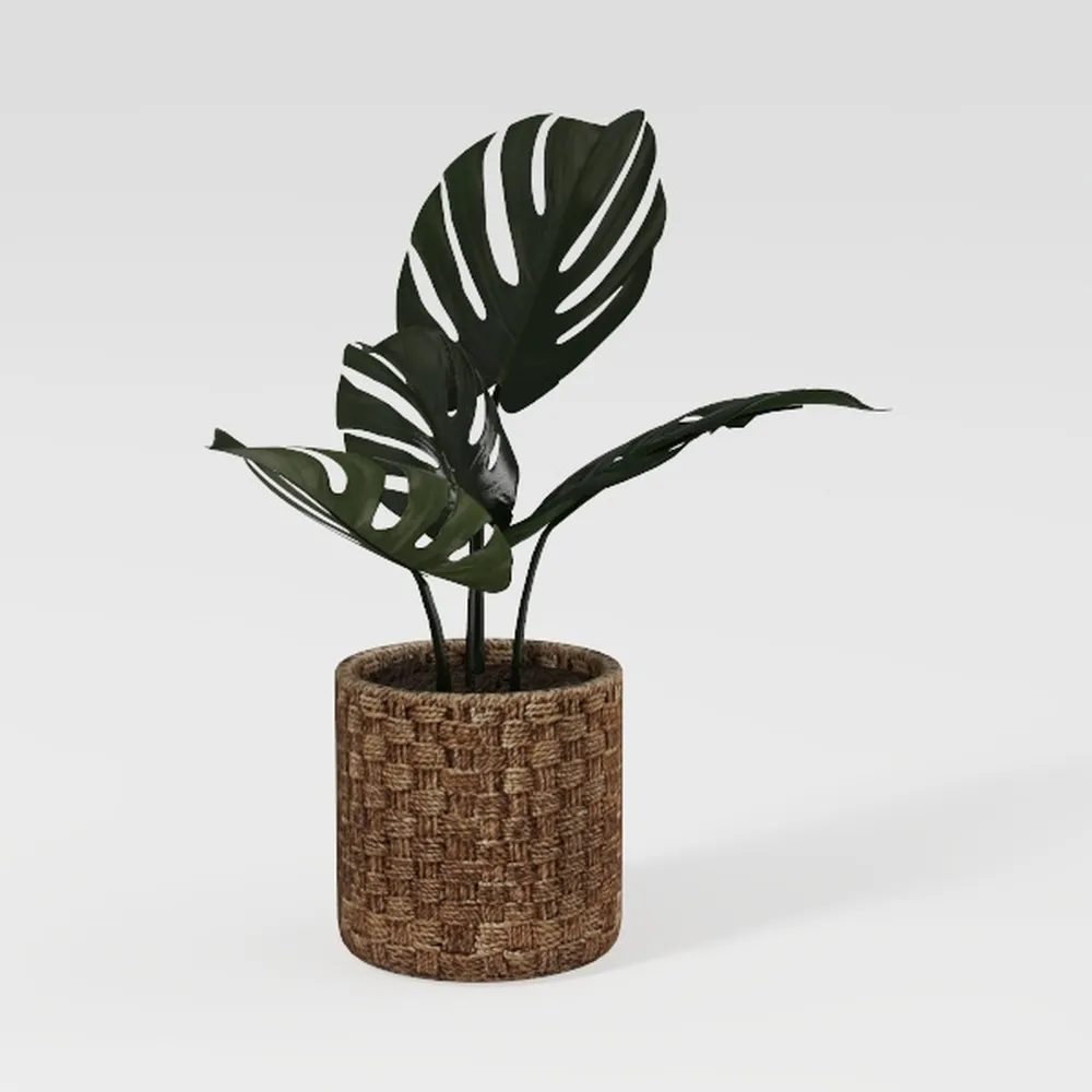 Costa Farms Live Plant, Thai Constellation Monster