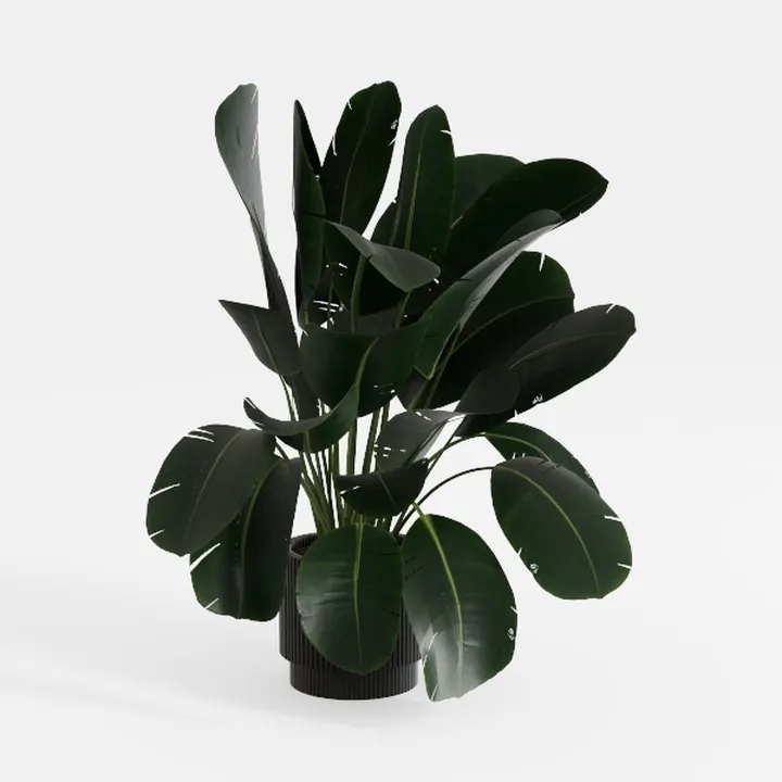 Minimalist Potted Tropical Floor Plant 3D Model