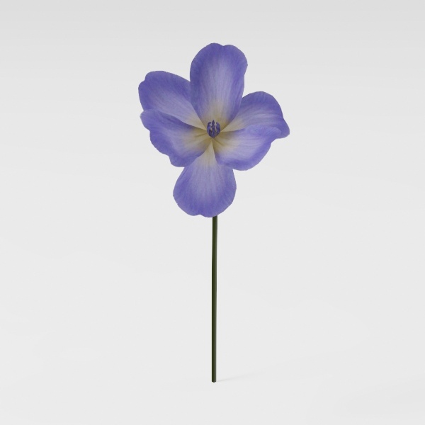 flower-Fluttering Blooms