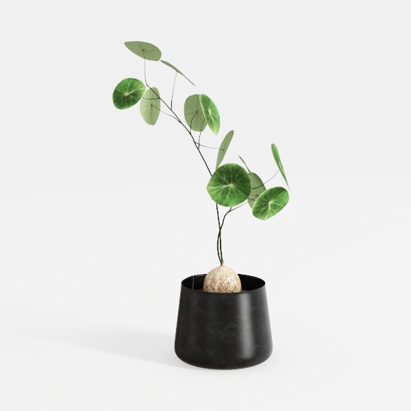 SIDUCAL Ceramic Decorative Flower Vase | 6 Inch