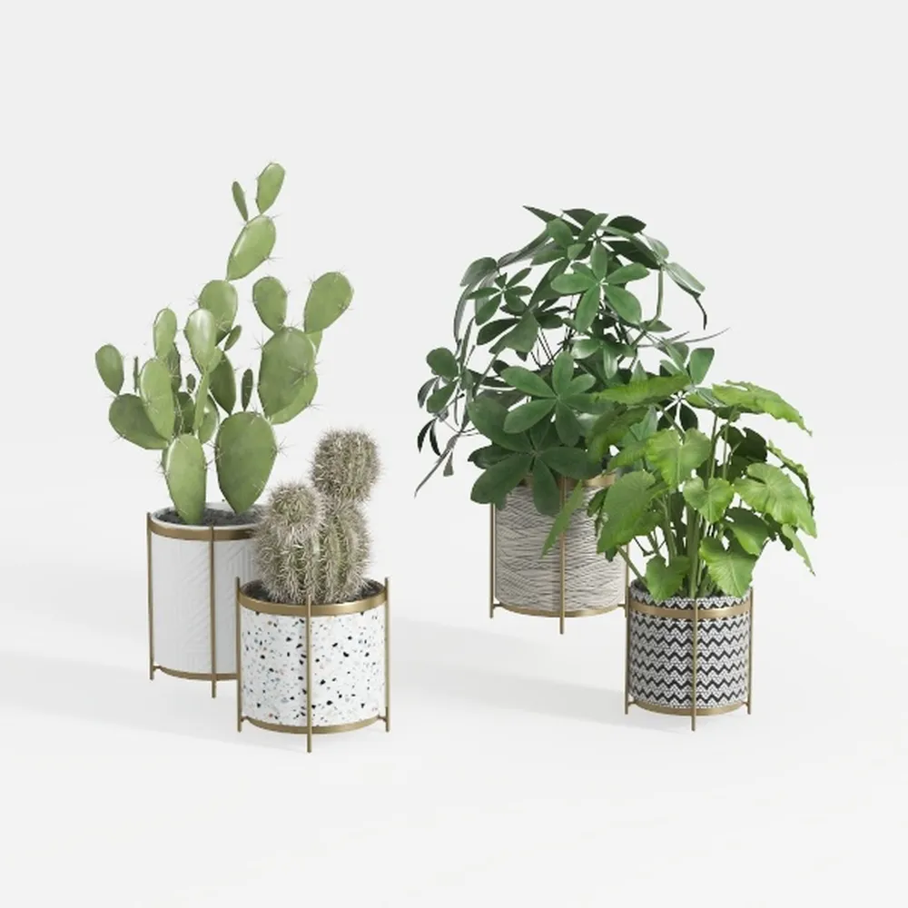 Costa Farms Live Pothos Plants (Pack of 6), Easy