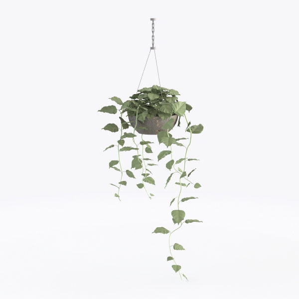 Chlorophytum Green plant Q-77