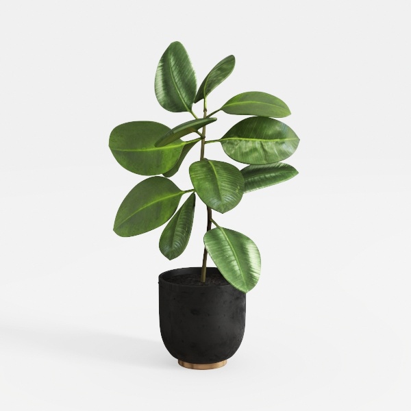 Costa Farms Little Fiddle Leaf Fig, Live Indoor
