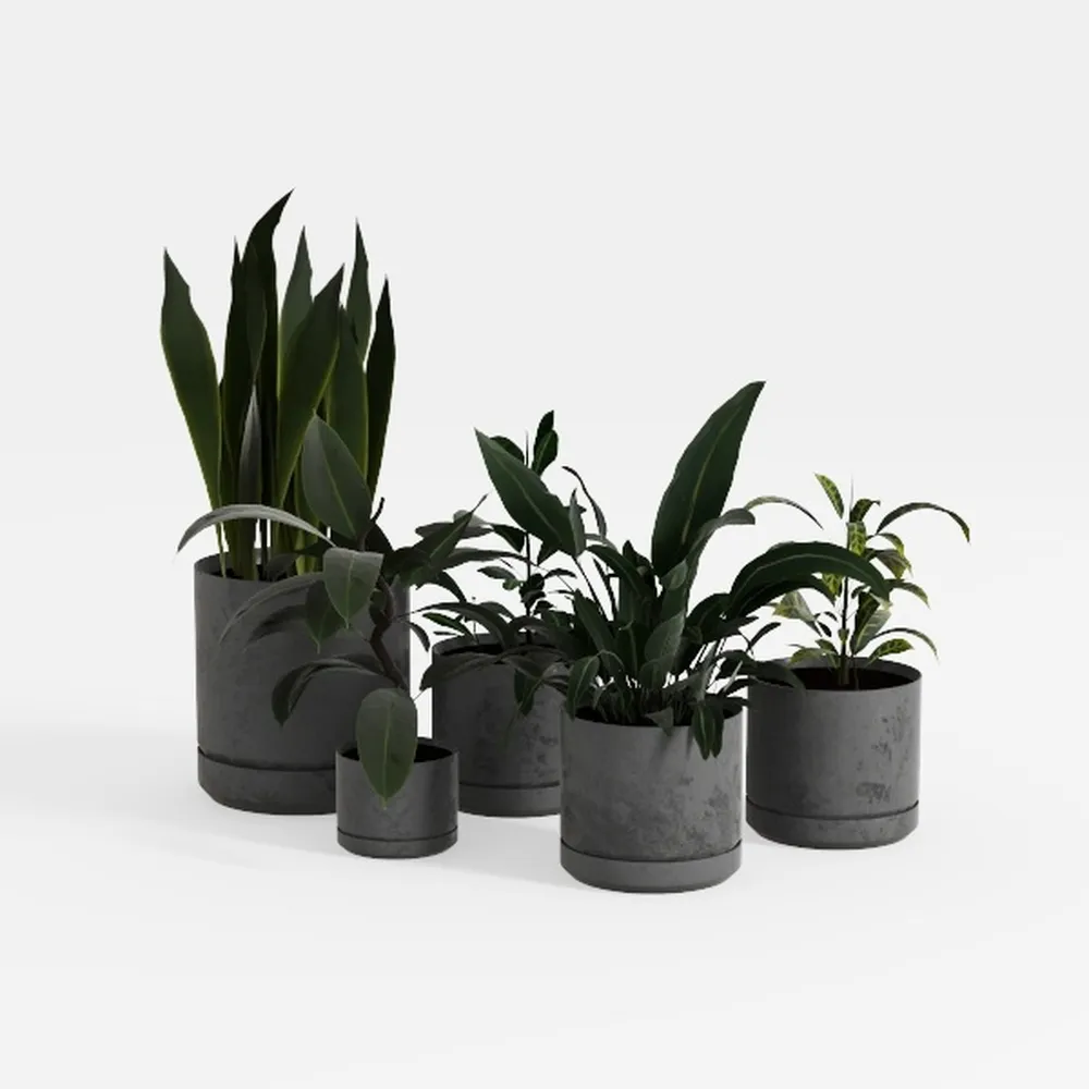 Calathea Prayer Plants Live House Plants (4PK)