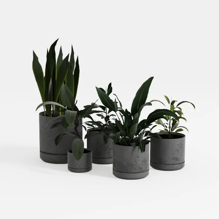 Calathea Prayer Plants Live House Plants (4PK)