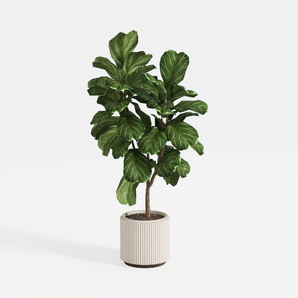 Costa Farms Albo Pothos Live Plant | Easy to Grow 