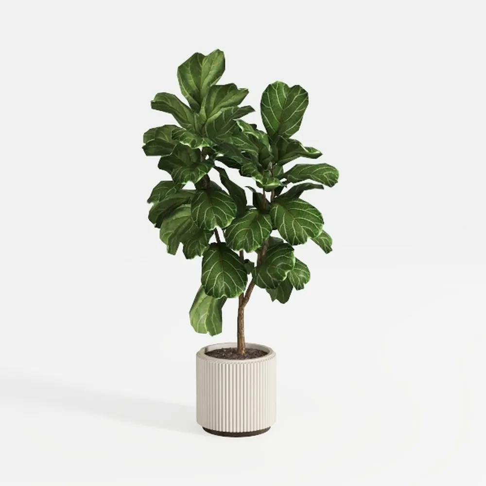 Costa Farms Albo Pothos Live Plant | Easy to Grow