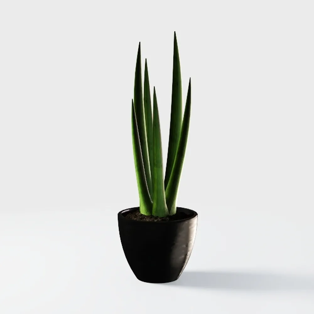Altman Plants Sansevieria Laurentii Variegated
