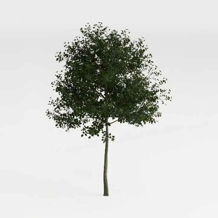 Red Azalea Tree