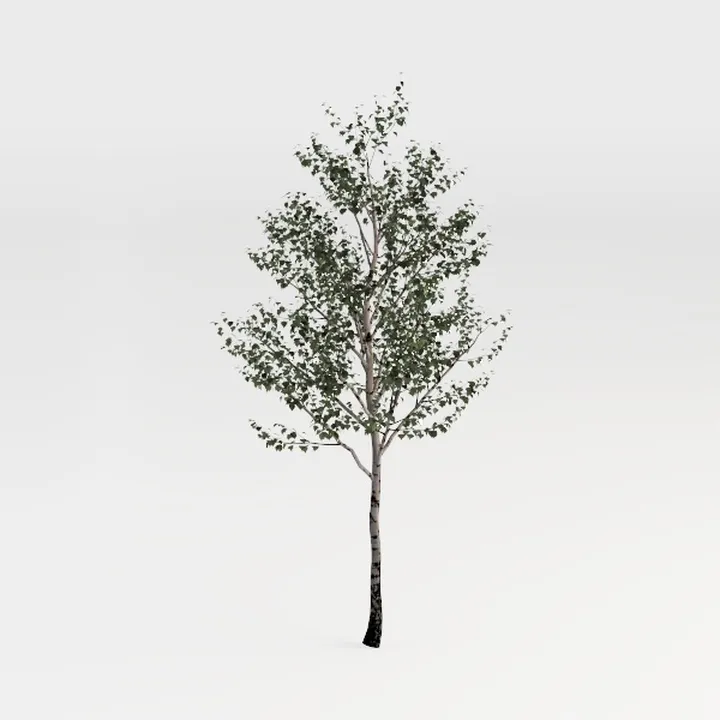 birch tree-Archviz Trees