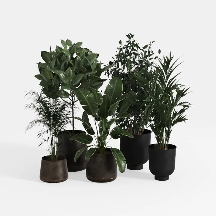 Naturae Decor 2 Units Fiddle Leaf Tree - Lifelike