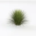Realistic Green Ornamental Grass Bush 3D Model Left 45 Degree View