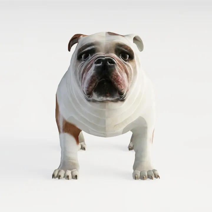 Animal