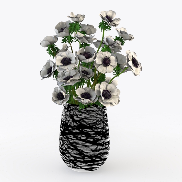 BubbleBlooms White Hypoestes Phyllostachya in a 
