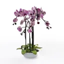 null Right 45 Degree View