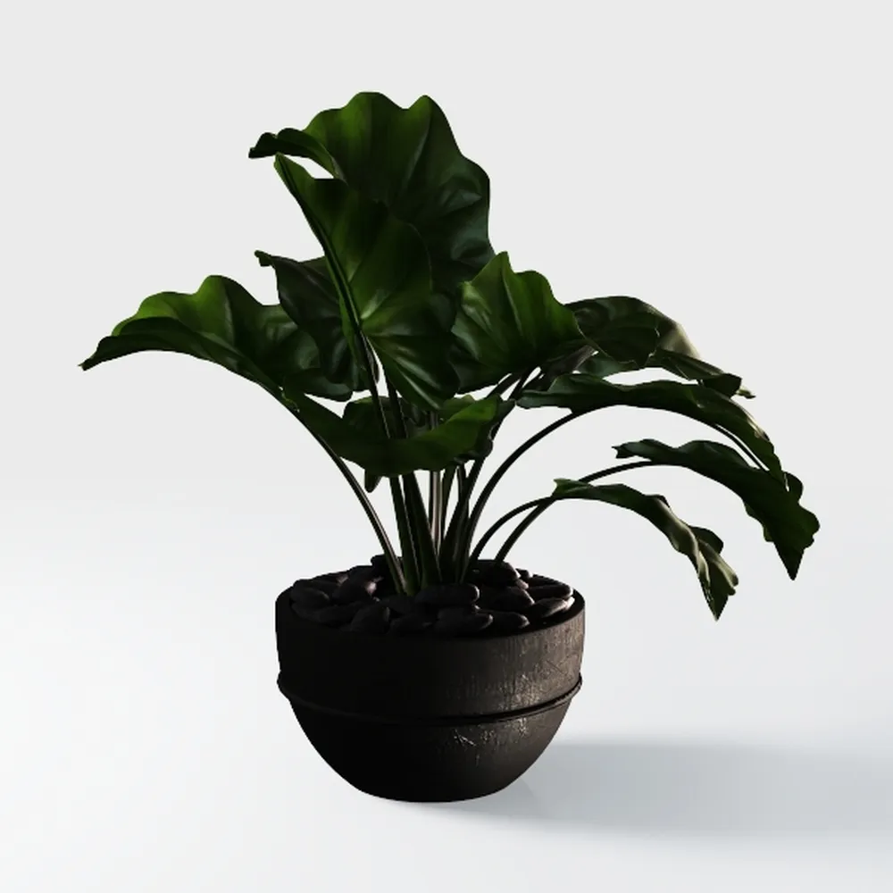 Costa Farms Bird's Nest Fern Live Indoor House