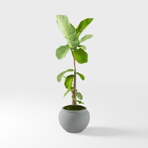 Minimalist Potted Fiddle Leaf Fig Plant 3D Model