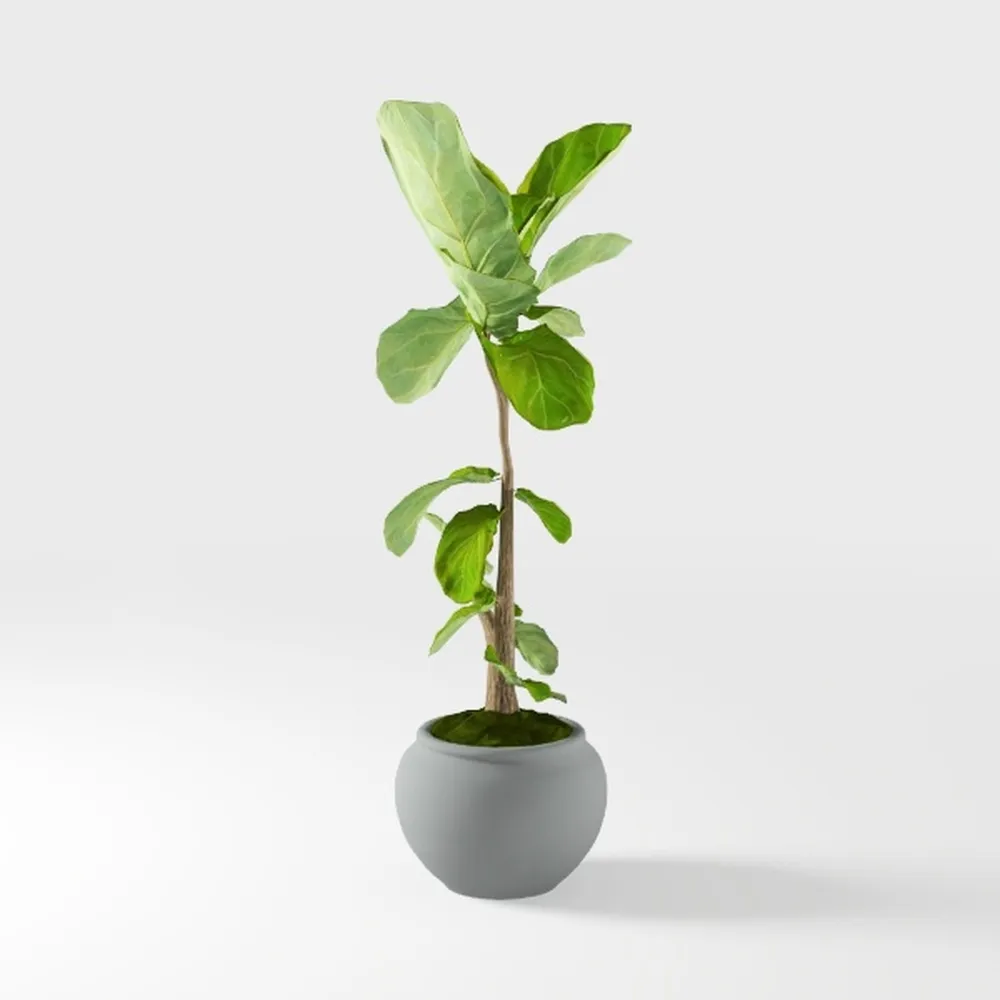 Fake Ficus Plants 14.5 Inches Tall Artificial