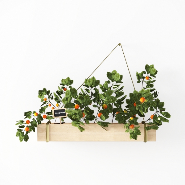 plant-Saint Patrick&#39;s Day