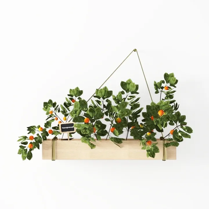 plant-Saint Patrick's Day