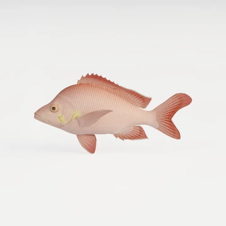 Animal-fish 2