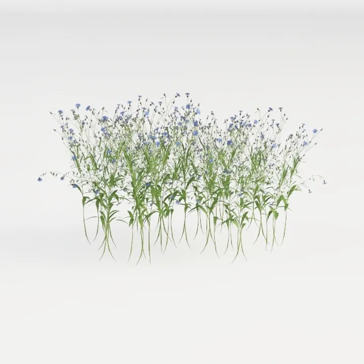 Blue Cornflower