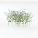 Blue Cornflower Left 45 Degree View