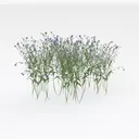 Blue Cornflower Right 45 Degree View