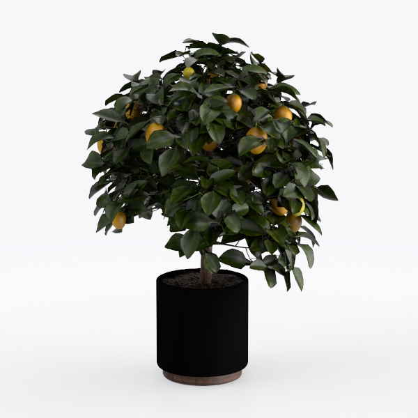 fangzhenhua/jiahua05