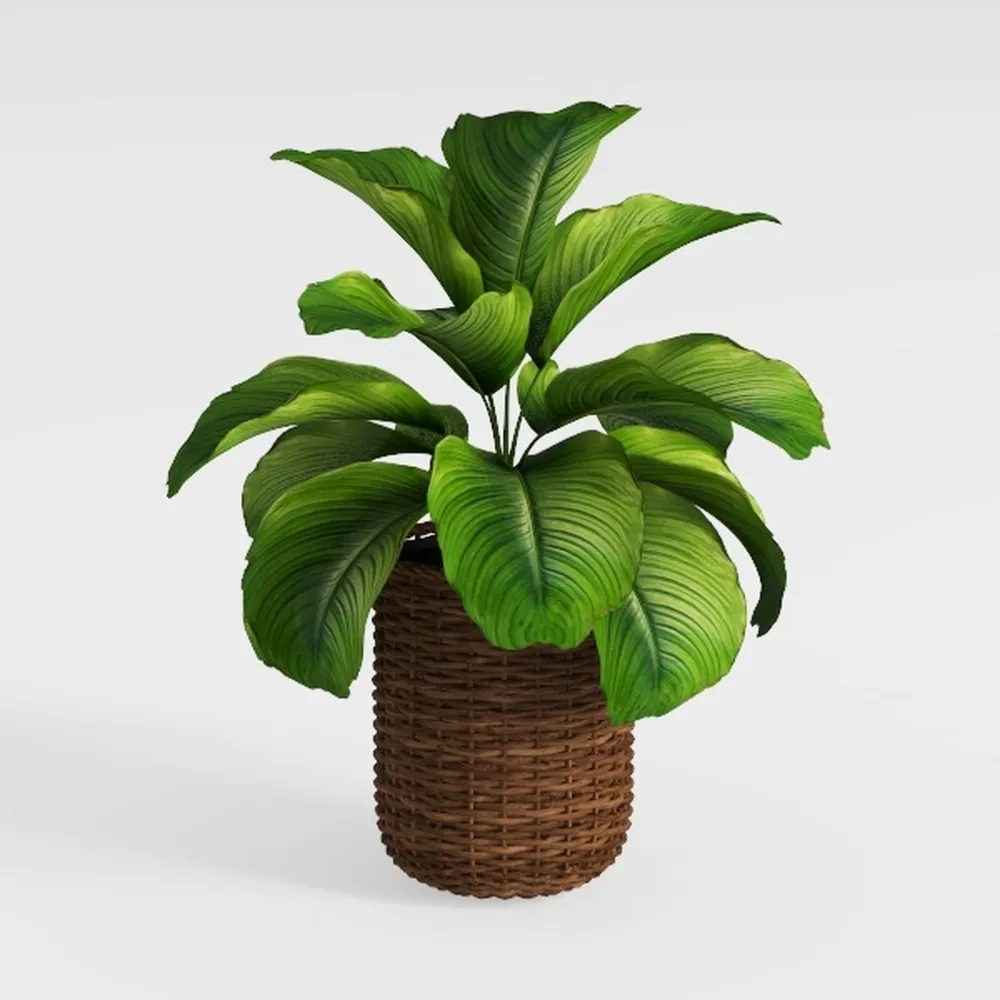 Costa Farms Chinese Evergreen, Aglaonema Easy To