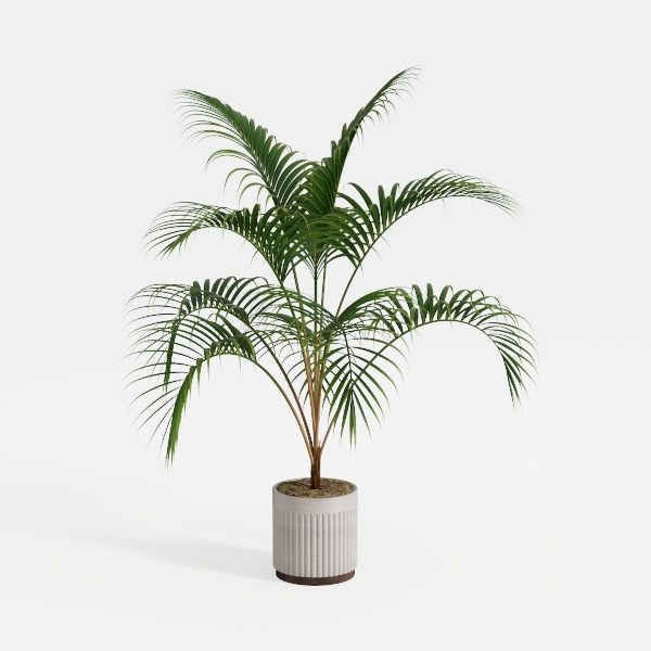 Costa Farms Bird&#39;s Nest Fern Plant, Easy Care Live