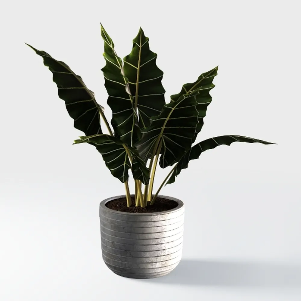 Costa Farms Raven ZZ Plant, Easy Care Indoor