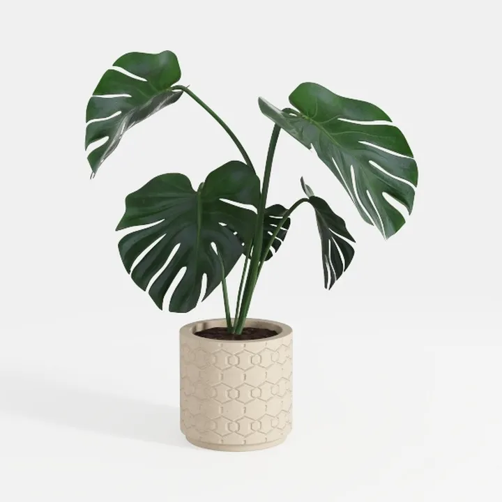 Minimalist Concrete Potted Monstera Decor Plant 3D Model