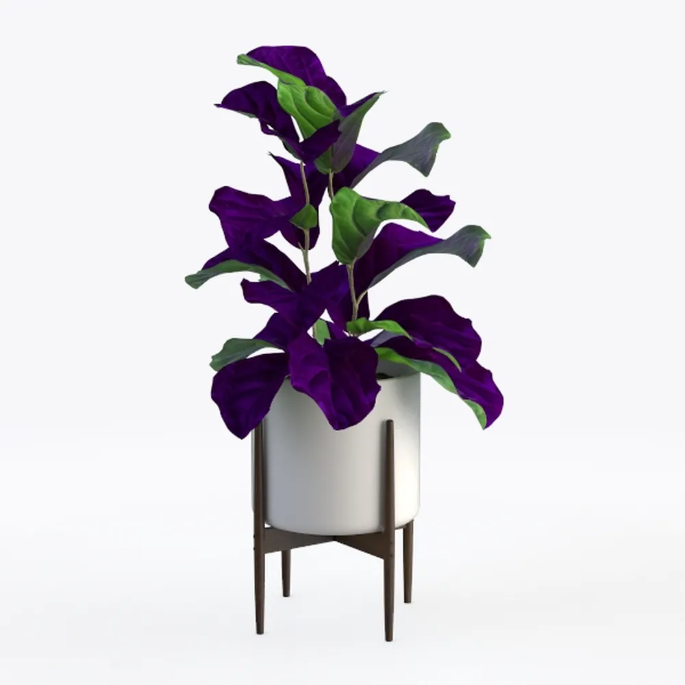 Costa Farms Kimberly Queen Fern, Live Indoor Plant