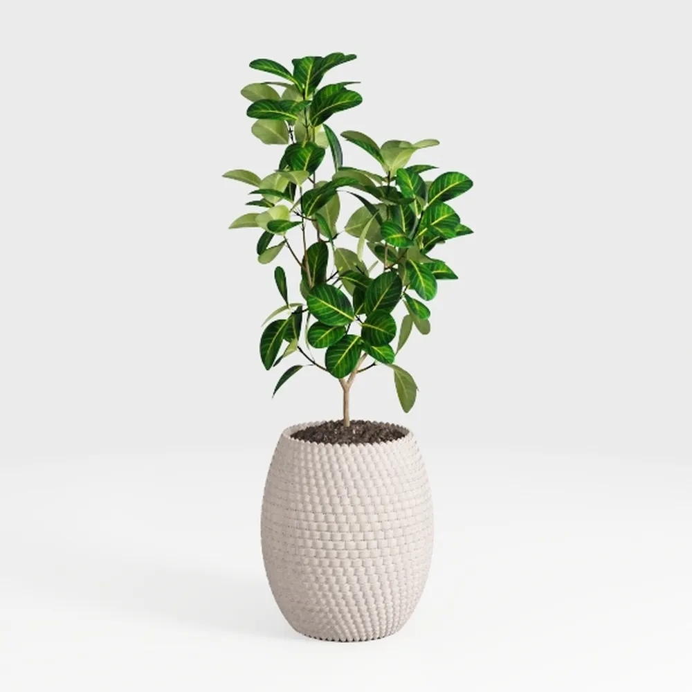 Costa Farms Bird's Nest Fern Plant, Easy Care Live