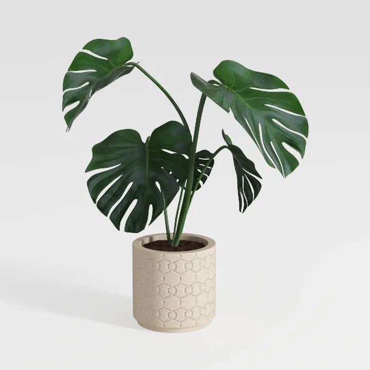 Costa Farms Dracaena Golden Heart Live Indoor
