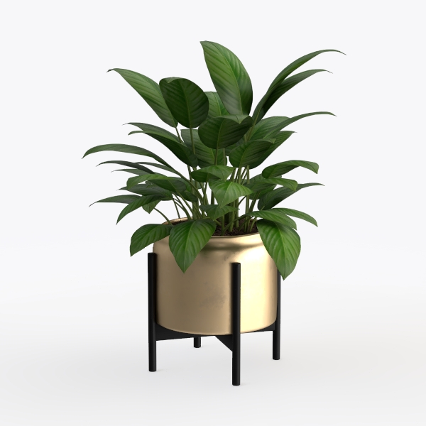 Costa Farms Live Snake Plant, Sansevieria, Easy 