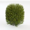 shrub-Cozy Garden Bush & Hedge Left 45 Degree View