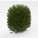shrub-Cozy Garden Bush & Hedge Right 45 Degree View