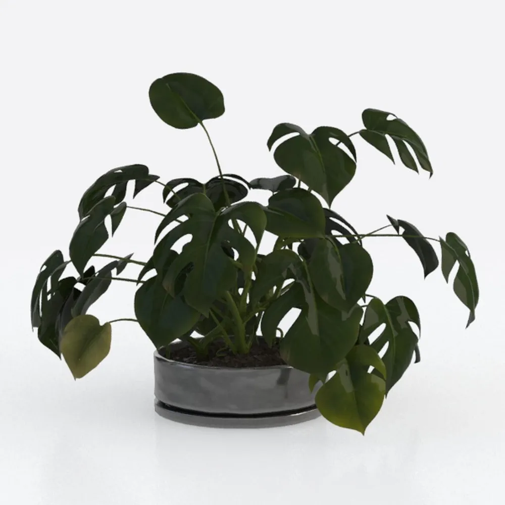 Costa Farms Chinese Evergreen Live Plant
