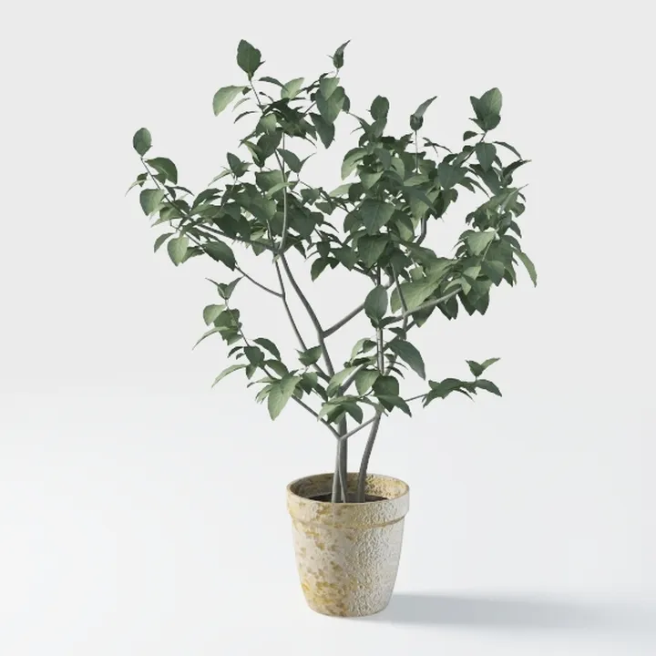 6FT Artificial Olive Tree - Indoor Tall Faux Olive