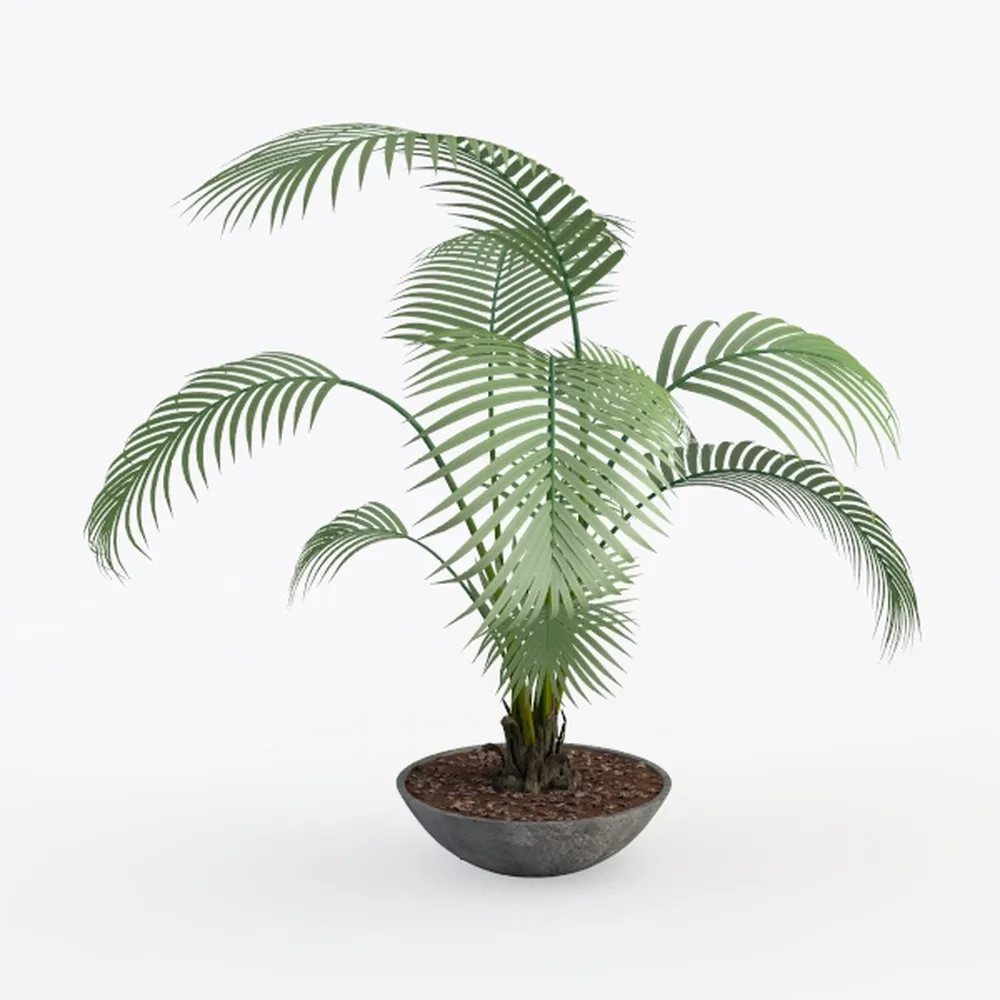 Costa Farms Live Indoor Plant, Trending Tropicals