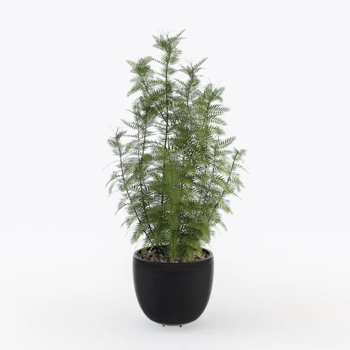 Minimalist Potted Fern Plant with Black Planter 3D Model