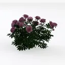 Realistic Pink Peony Flower Bush Plant 3D Model Left 45 Degree View