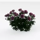 Realistic Pink Peony Flower Bush Plant 3D Model Right 45 Degree View