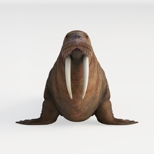 sea lion-Wild Kingdom