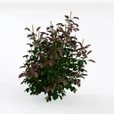 Realistic Dark Red Green Foliage Bush Plant 3D Model Left 45 Degree View
