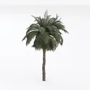 Tropical plants trees_63 Left 45 Degree View